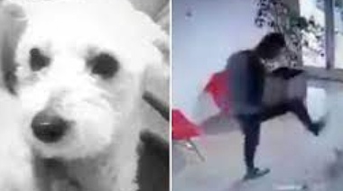 Tan valiente: el referí pateador de la perrita Mía se negó a declarar