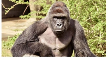 Opinión y Reflexión: "Llegaron en Barcos"