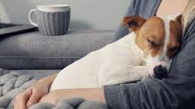 Ninguna raza "fashion", adoptá un "Marca Perro" y tendrás amor garantizado