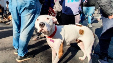 Terminator, un angelito: atropelló a un paseador y le mató cuatro perros