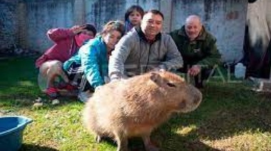 Para que aprendan los chetos: vecinos de un barrio "común" enfrentaron a Gendarmería para salvar al carpincho Pancho