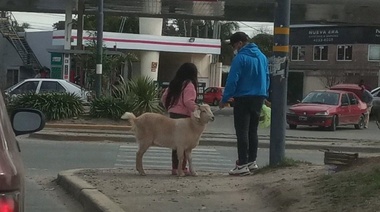 En cualquier momento alguno se compra un burro en plena ola carpincho una familia sacó a pasear una cabra