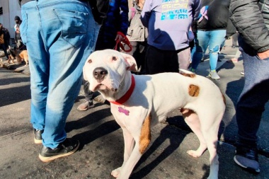 Terminator, un angelito: atropelló a un paseador y le mató cuatro perros