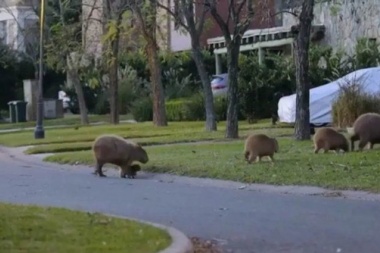 La naturaleza es sabia: crece el escándalo de los carpinchos que invaden Nordelta y muerden a los caniches toy