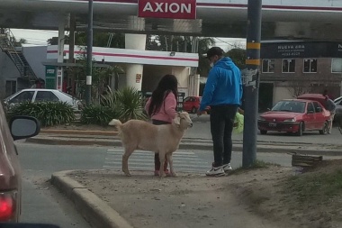 En cualquier momento alguno se compra un burro en plena ola carpincho una familia sacó a pasear una cabra