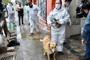 Hay que adoptarlos: rescatan a 30 gatos y dos perros tras la muerte de la mujer con quien vivían