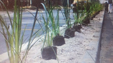 Se plantaron 400 ornamentales en el nuevo tramo ensanchado y urbanizado que va desde calle 501 a 507 de José Hernández