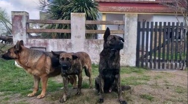 Terror en el La Costa por jauría de perros bravos, ante la inacción de la Municipalidad