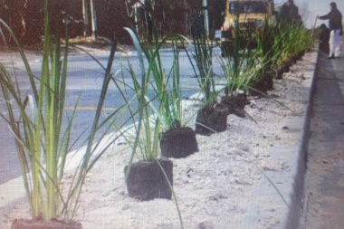 Se plantaron 400 ornamentales en el nuevo tramo ensanchado y urbanizado que va desde calle 501 a 507 de José Hernández