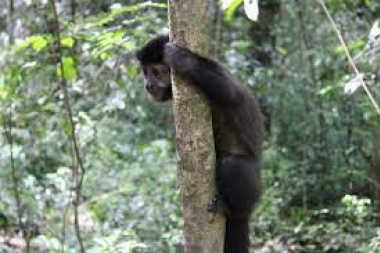 "Cementerio de Animales": Lambertini acusó a Garro por la desaparición de la mona Mecha y otros ejemplares en el Bioparque