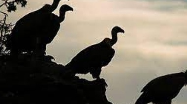 Aplican $2000 millones en multas a buitres que no cumplieron con Precios Justos