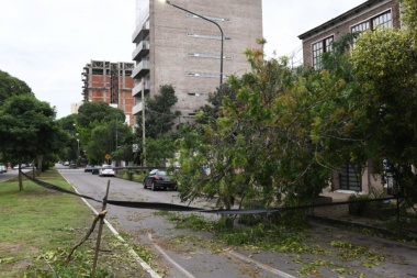 El temporal derribó 800 árboles, 100 postes de luz y miles de vecinos afectados