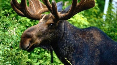 "Chupado" como en la dictadura: crudo relato de uno de los detenidos por postear sobre la supuesta infidelidad de la esposa del jujeño Morales