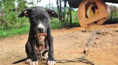 Impulsan penas más duras para los animales que maltraten a otros