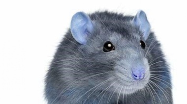 Le hace honor a su apellido: el multimillonario Cristiano Ratazzi dijo que "no es necesario" que la población coma carne