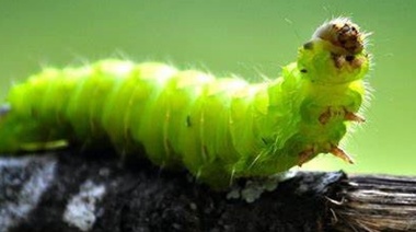 Teoría de la Evolución: primero amarillos, luego con peluca y hora Radicales Gusanos