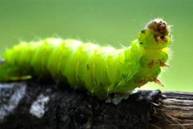 Teoría de la Evolución: primero amarillos, luego con peluca y hora Radicales Gusanos