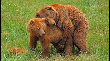 Abrazo de oso: Milei felicitó a Estudiantes por convertirse en SAD y Verón no sabe dónde meterse