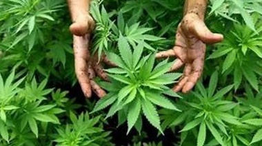 Pato Criollo: Bullrich dará de baja los permisos para cultivar marhiana con fines medicinales