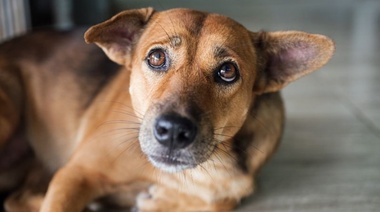 Se quedaron cortos pero algo es algo:2 años y 7 meses de prisión efectiva por maltratar a su perro