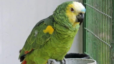 A los comercios platenses no entra ni el loro: dramático informe de la Facultad de Ciencias Económicas de la UCALP