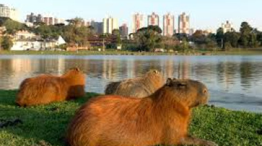 Freno a obras y cualquier infraestructura para perjudicarlos: un fallo judicial determinó que en Narcodelta, el problema no son los carpinchos