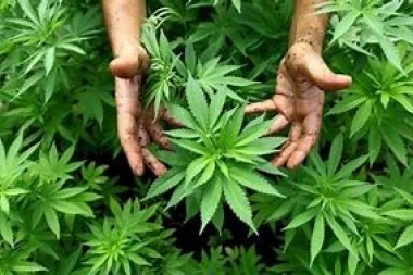 Pato Criollo: Bullrich dará de baja los permisos para cultivar marhiana con fines medicinales