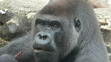 Gorila en Belga: Milei nombró a Fernando Iglesias embajador en Bruselas