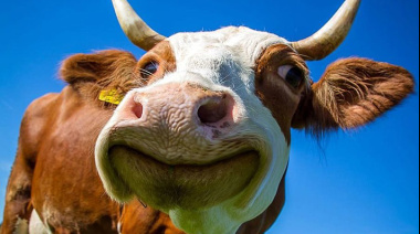 Que asco y que verguenza: China devolvió carne argentina por contaminación tras la motosierra de Sturzenegger en el SENASA