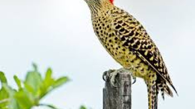 Marcada expectativa de comunicadores de toda la Argentina y Uruguay ante una nueva edición del Premio Río de los Pájaros